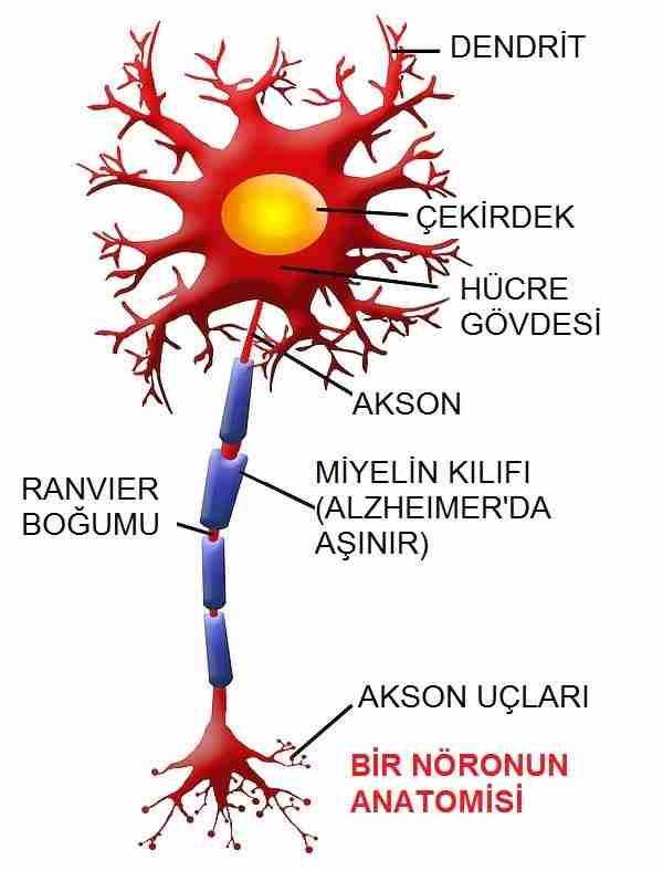 bilinç-düşünce-düşünme-özgür_irade-düşünce_hızı