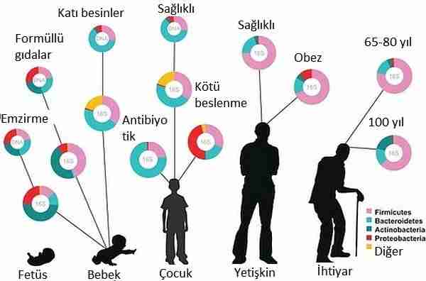diyetle-diyet-kilo-bakteri-obez