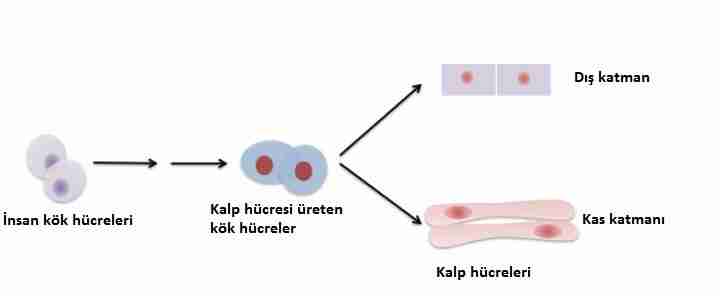 kök_hücre-hücre-kalp-kalp_yetmezliği-kalp_damar