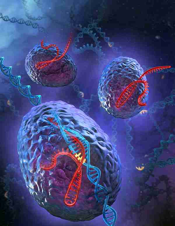crispr-cas9-crispr_cas9-gen_tedavisi-kök_hücre
