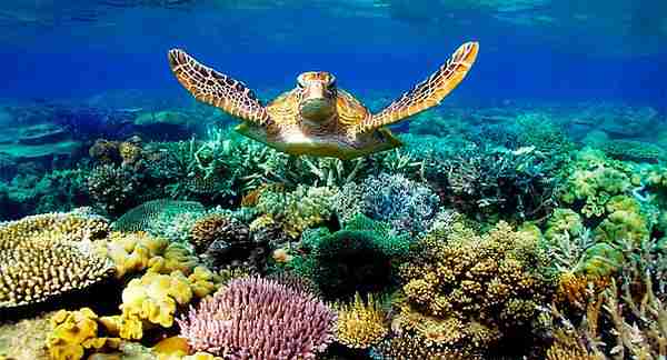 Robot-dalgıç-oceanone-ocean_one-robot_dalgıç