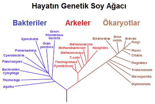 yaşam-hayat-yaşam_neden_var-nick_lane-luca