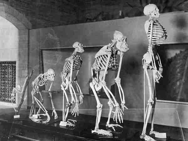 evrim-insan-hominid-dik_yürüyen-lucy