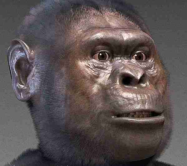 evrim-insan-hominid-dik_yürüyen-lucy