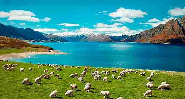 zelandiya-kıta-anakara-gondwana-yeni_zelanda