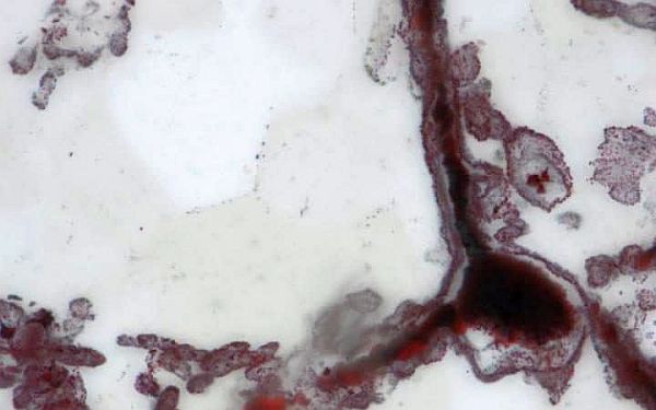 fosil-hayat-yaşam-dünya-mars