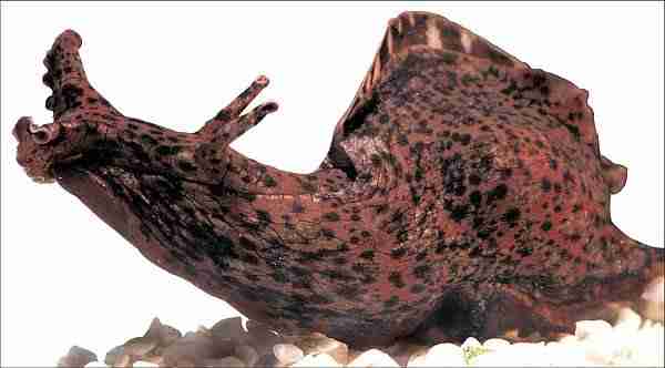 Aplysia californica sea slug - Kozan Demircan