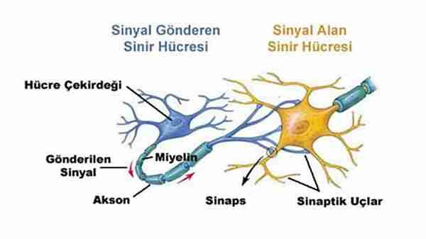 RNA-yoluyla-genetik-hafıza-transferi-yapıldı