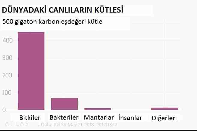 Biyonik-bitkiler-ve-laptop-şarj-eden-elektronik-güller