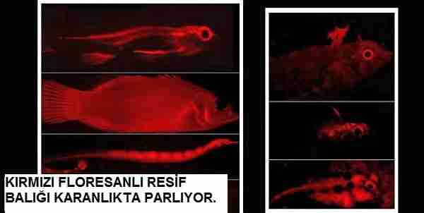 Öte-gezegenlerde-yaşam-aramanın-5-yolu