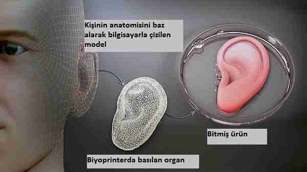 Artık-biyoprinterda-kalp-ve-pankreas-basacağız