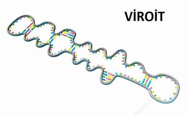 Virüsten-küçük-viroitler-yaşamın-kökeni-mi